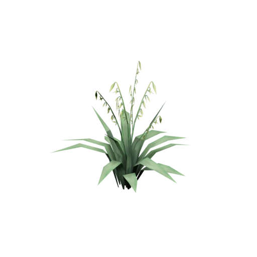 Plant_Oats
