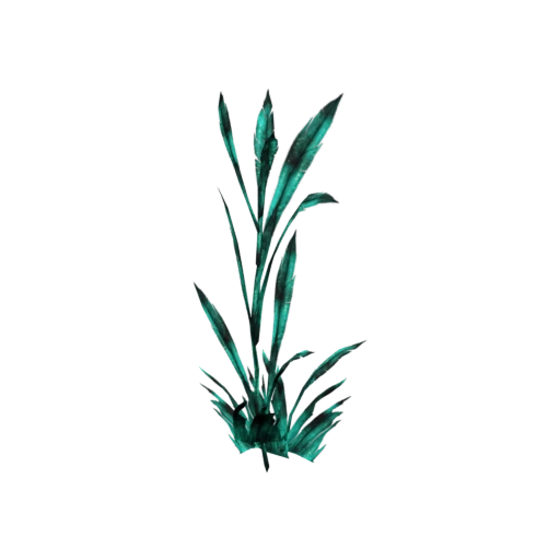 Plant Eternal